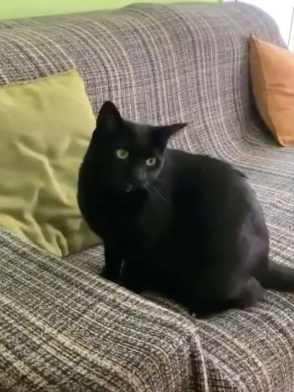 陌生黑貓潛入屋內沒人發現異狀　某天媽驚覺：怎麼有兩隻？