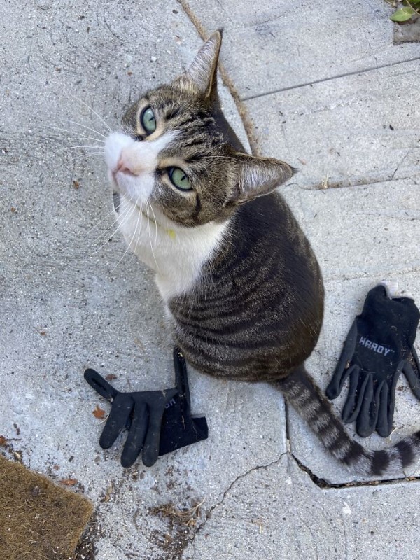 貓皇愛闖鄰居家偷東西　叼各式用品送奴才：伴手禮啦！