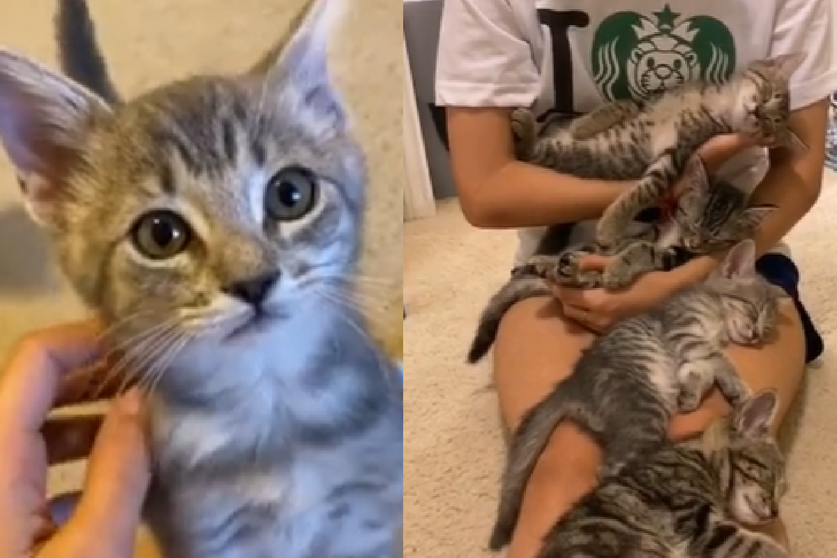 全身被「小奶貓睡遍」，不敢動彈深怕吵到牠們！（圖／Instagram＠little.foster.family）