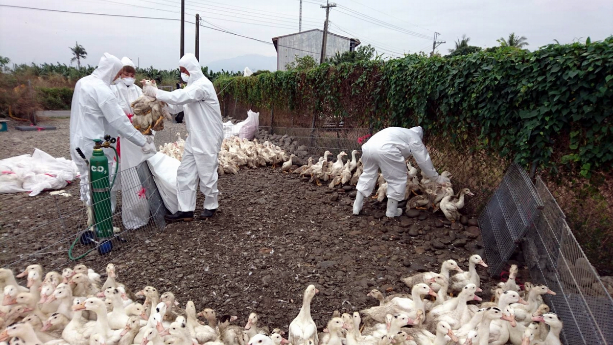 ▲屏東縣動物防疫所為管控強化鴨隻家禽流行性感冒﹙禽流感﹚，派員前往飼養場採樣監測鹽埔及高樹鄉肉鴨場，檢體確診H5N5亞型高病原性禽流感。（圖／屏東縣動物防疫所提供, 2021.01.01）