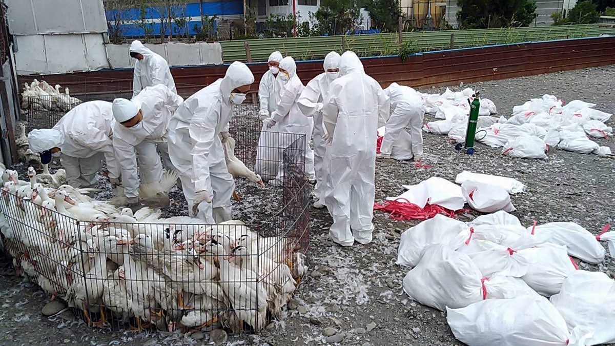缺蛋危機未解　雲林東勢再爆H5N2禽流感
