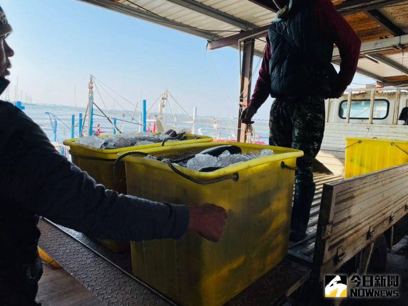 ▲台灣西部沿海烏魚季已近尾聲,彰化縣線西鄉漁民黃超群1日晚捕獲上千尾烏魚,在塭仔港港區卸貨。(圖/記者陳雅芳攝,2021.01.02)