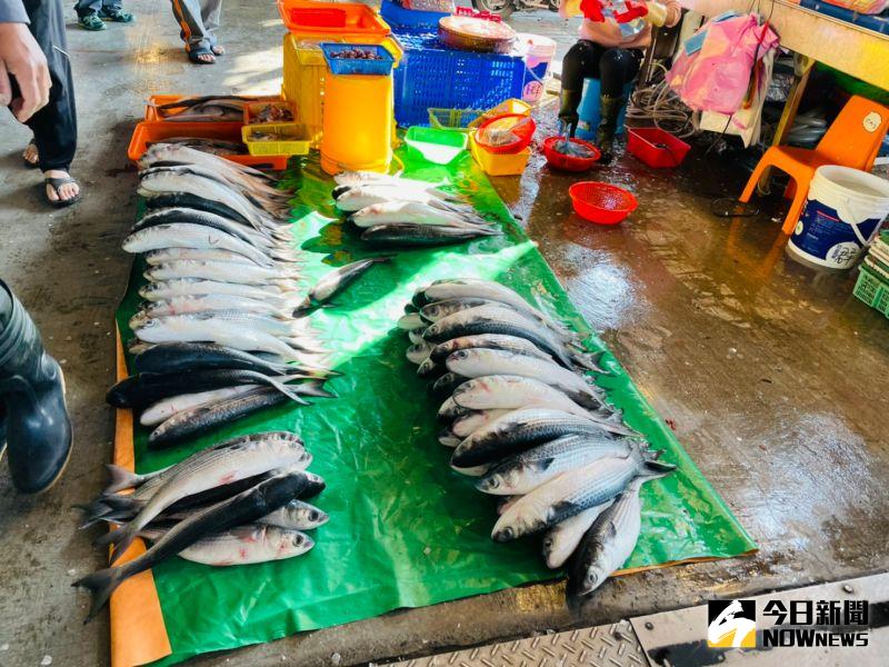 ▲線西鄉漁民黃超群1日晚捕獲上千尾烏魚,今(2)日在塭仔港港區卸貨販賣。(圖/記者陳雅芳攝,2021.01.02)