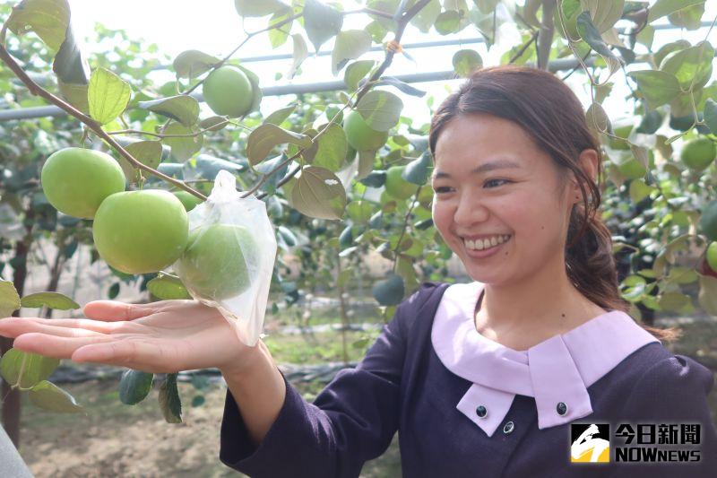 ▲雪蜜棗外型較扁圓，形狀比較接近蘋果的形狀。口感上相當多汁爽口，果肉質地也更細緻。（圖／記者陳雅芳攝，2021.01.03）