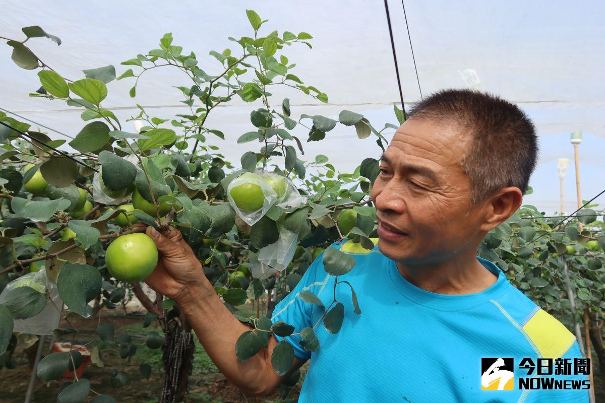 ▲埔心鄉農民羅福村種植的蜜棗，有皮薄汁多輕脆的口感，一口咬下會噴水，俗稱「爆漿棗」，現在正上市，多汁爽口，果肉質地也更細緻擄獲饕客味蕾。（圖／記者陳雅芳攝，2021.01.03）