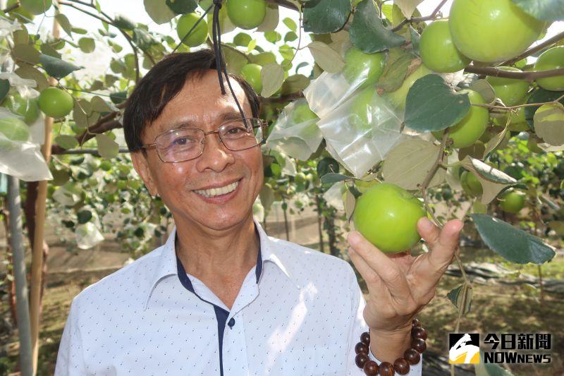 ▲埔心鄉農會總幹事張旗聞說,台灣近十年的棗子品質,經過專家的品種改良,生產出的棗子大顆氣派、甜度提升。(圖/記者陳雅芳攝,2021.01.03)