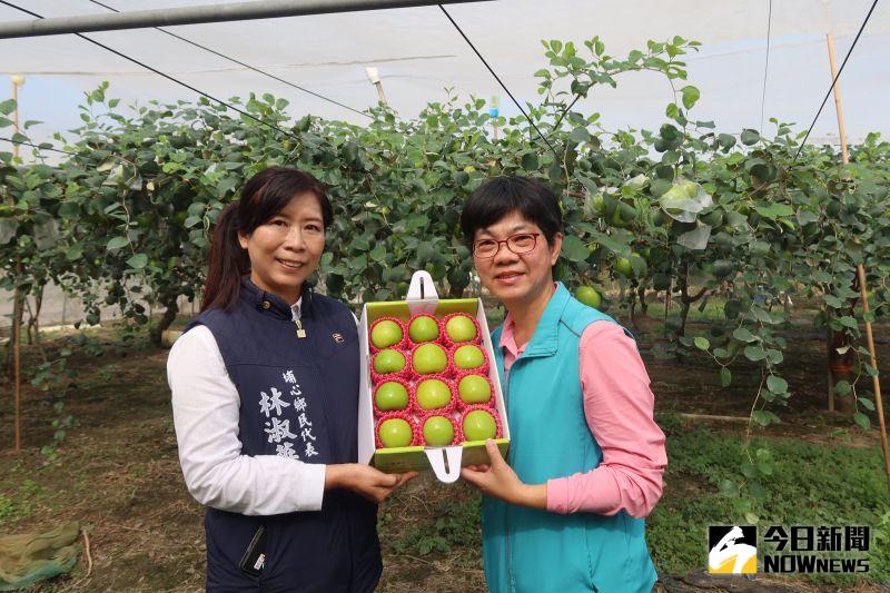 ▲台灣蜜棗早已贏得「台灣青蘋果」的美號。(圖/記者陳雅芳攝,2021.01.03)