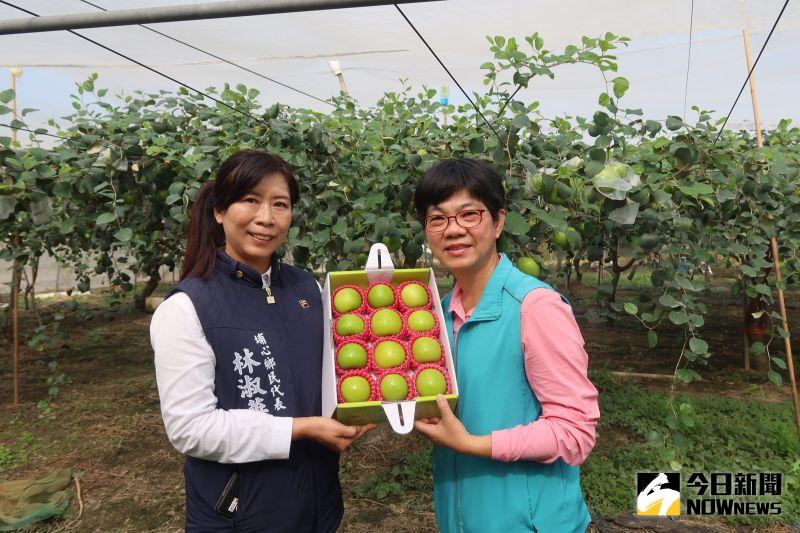 ▲台灣蜜棗早已贏得「台灣青蘋果」的美號。（圖／記者陳雅芳攝，2021.01.03）