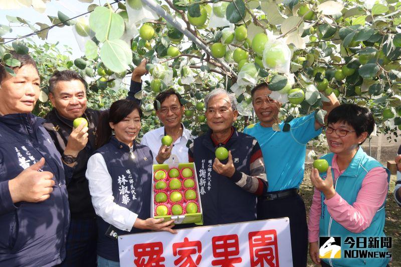 ▲埔心鄉農民羅福村種蜜棗,品種有俗稱「爆漿棗」,相當受到消費者青睞。(圖/記者陳雅芳攝,2021.01.03)