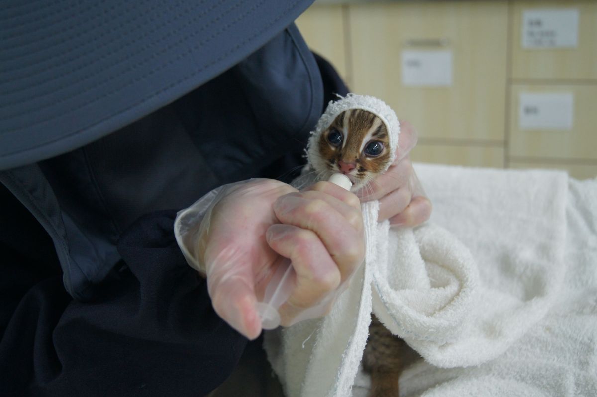 ▲照護人員照養失親小石虎需隱蔽人的臉孔，避免小石虎日後對人親近。（圖／特生中心提供）