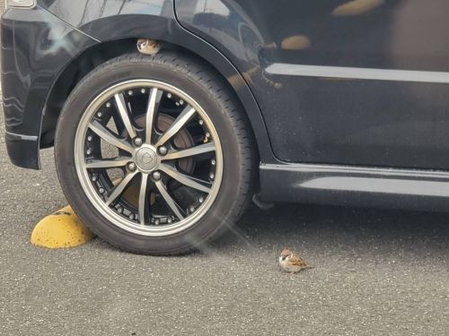 ▲有一隻可愛的小麻雀停在車輪上休息～（圖／Twitter＠magogogoro）
