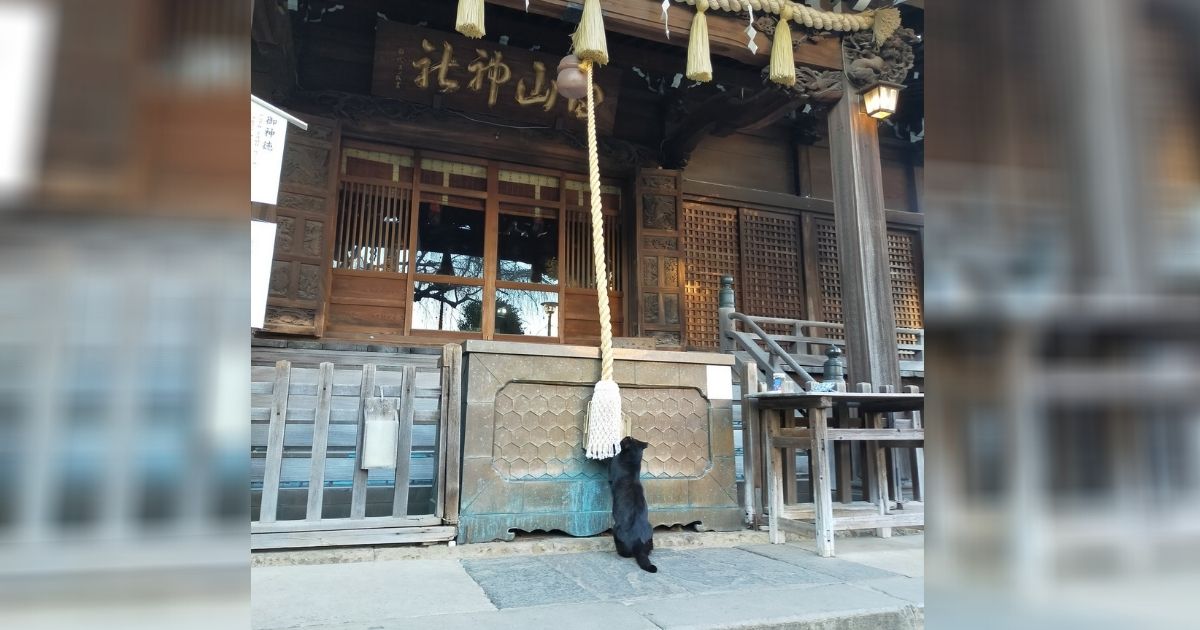 ▲一名日本推特網友(@nori22) 於1月2日在一間神社前捕捉到一隻黑貓正在「祈禱」的景象，一系列的祈禱影片、照片在推特被網友瘋傳。 (圖|翻攝自推特)