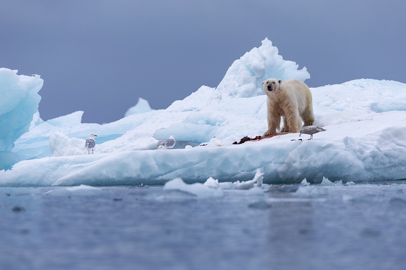 ▲北極海冰在2020年融化的面積創下歷年紀錄第二多。（圖／美聯社／達志影像）