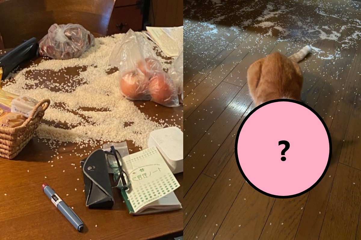 ▲推主驚見桌上與地板都是白米，而兇手還裝無辜！（圖／Twitter@ram__butan）