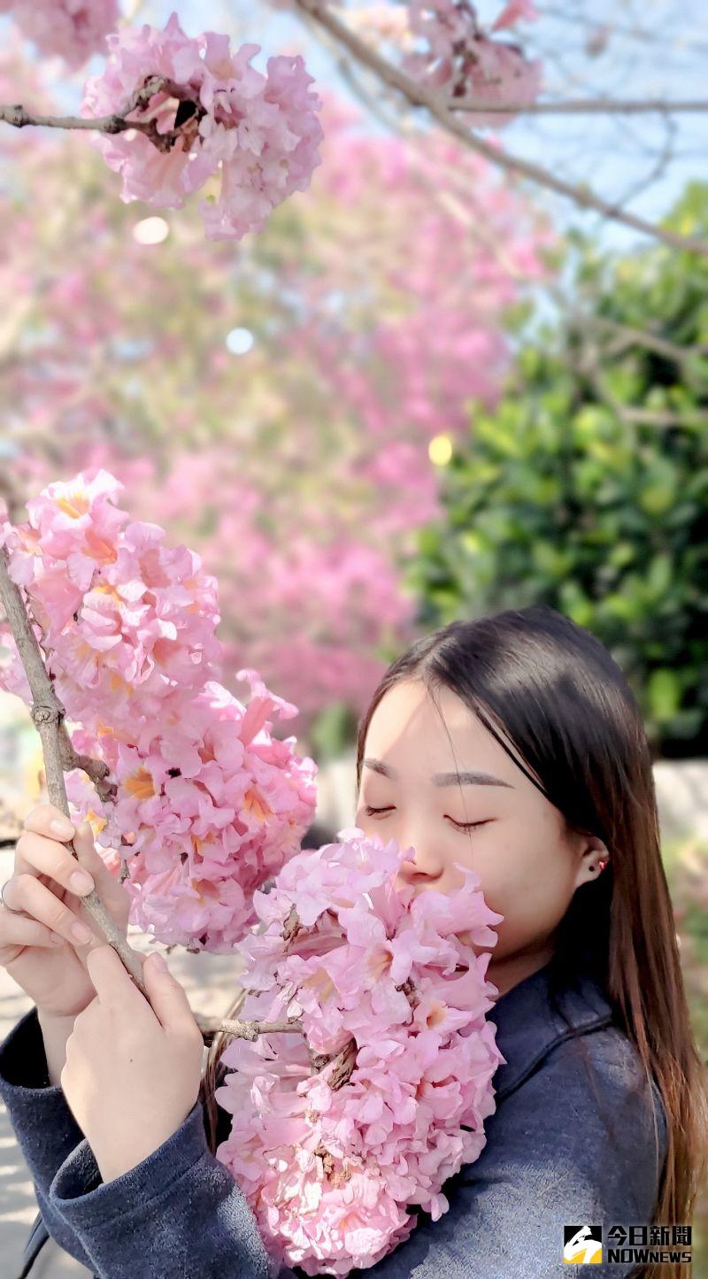 ▲社頭崙雅國小紅風鈴木開花，有女民眾徜徉花樹下瞬間被征服，眼睛狂冒粉紅色說說「像極了愛情」。（圖／記者陳雅芳攝，2021.01.04）