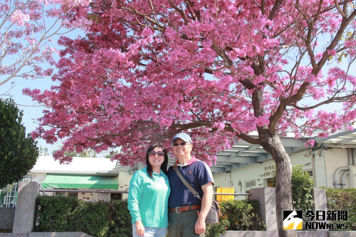 ▲崙雅國小圍牆外緊臨中山路的行道樹紅花風鈴木「炸開了」，吸引許多民眾去朝聖打卡拍美照。（圖／記者陳雅芳攝，2021.01.04）