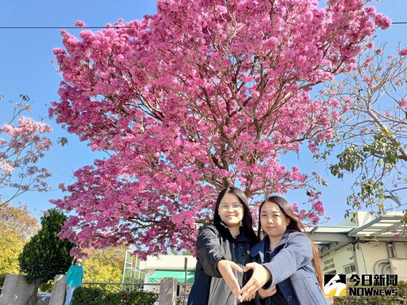 影 粉紅綿花糖社頭崙雅國小紅風鈴木開花美炸 地方 Nownews今日新聞 影 粉紅綿花糖社頭崙雅國小紅風鈴木開花美炸 地方 Nownews今日新聞