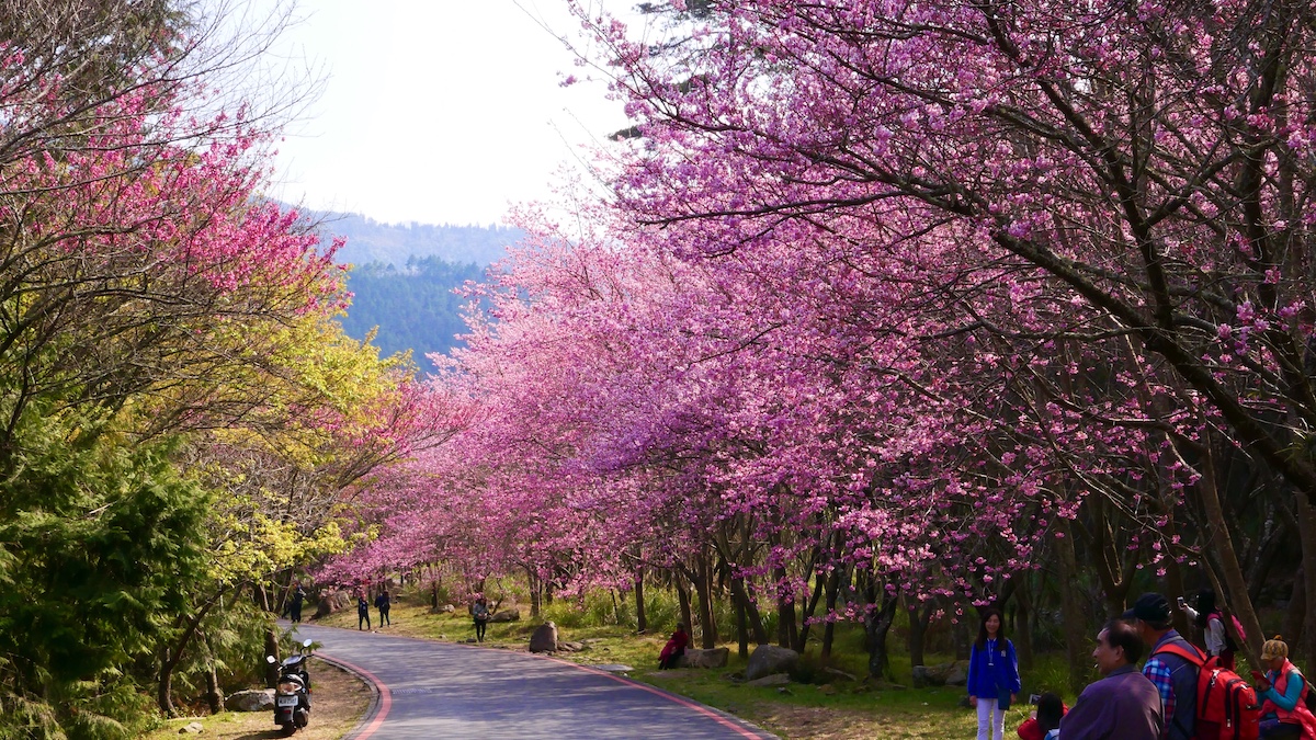 ▲為因應武陵農場櫻花季登場，公路總局規畫場內總量管制、道路交通管制、團客預約入場、公共運輸接駁等 4 大措施。（圖／公路總局）