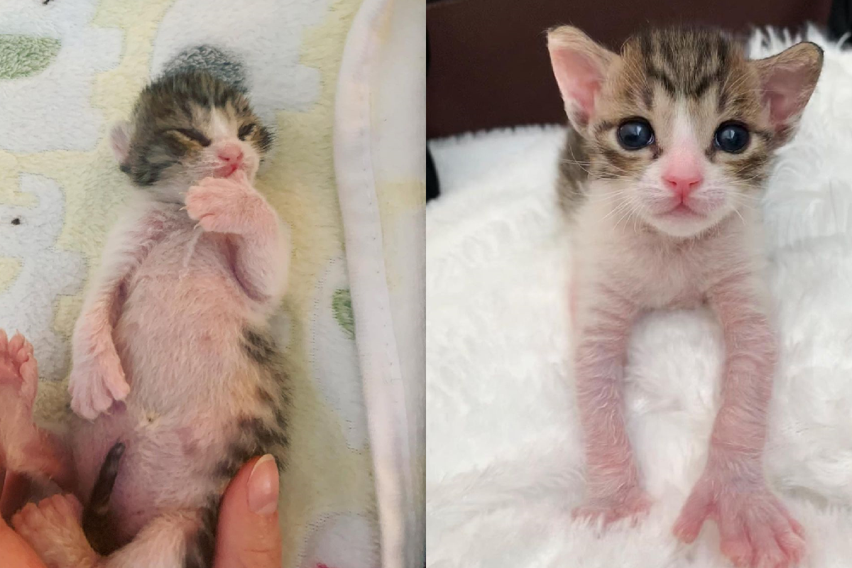 ▲是同胎中唯一倖存貓，天生擁有「獨特腳趾」的牠大膽索愛！（圖／Instagram＠carolinegrace111）