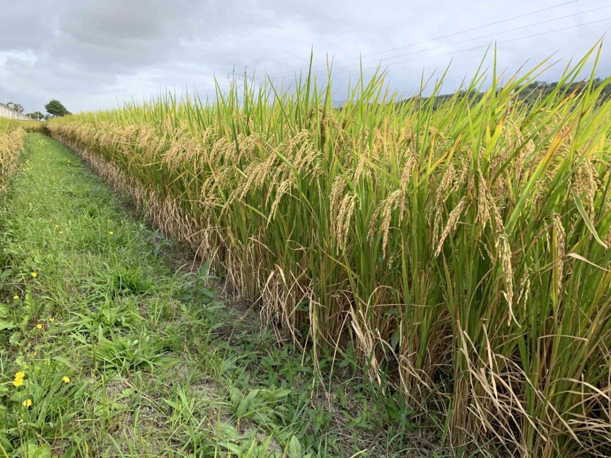 ▲為因應桃園地區今年第一期作須實施停灌，農委會5日宣布，對停灌費為內的耕作者，提供最高每公頃補償9.3萬元。（示意圖／農委會提供）