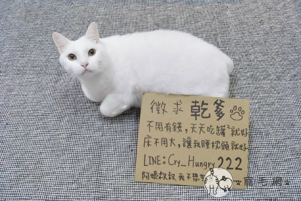 ▲奴才惡搞貪吃白貓「徵乾爹」（圖／網友庭瑜授權提供）