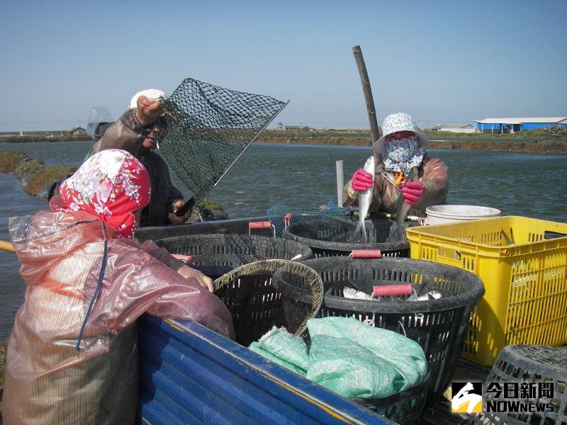 ▲入冬來首波寒流在元旦發威，彰化沿海文蛤養殖專區，還是紛紛傳出五年來最慘重延遲性漁業寒害。（圖／記者陳雅芳攝，2021.01.05）