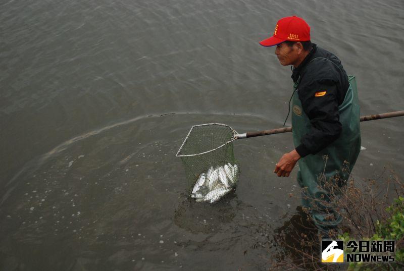 ▲漁民忙著到池裡撿拾，以免太陽高照死魚發臭汙染水源。（圖／記者陳雅芳攝，2021.01.05）