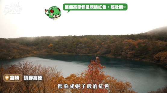 ▲蝦野高原遍地紅色,看起來相當壯觀。(圖/自食尚玩家影片翻攝)
