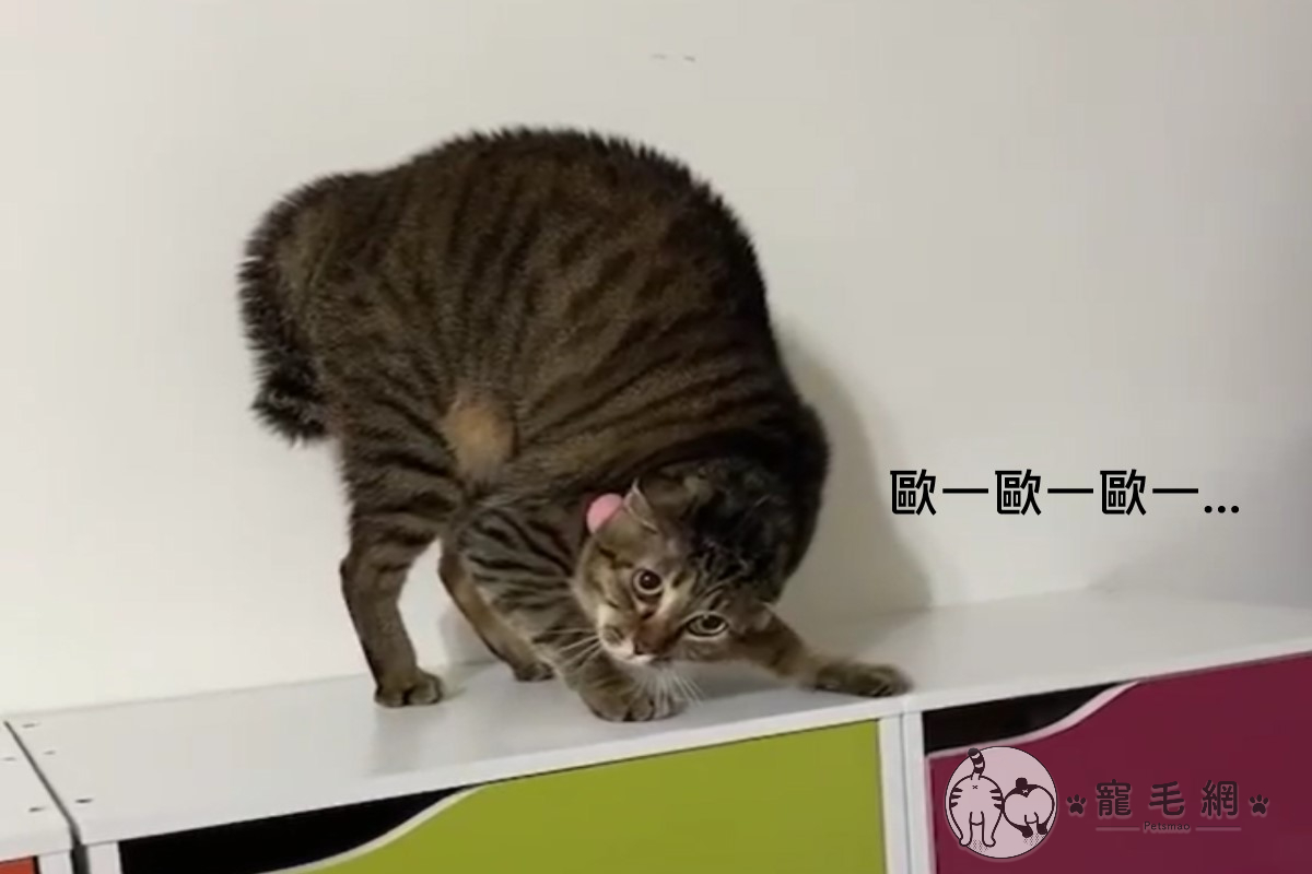▲賴先生的虎斑貓日前半夜突然發出「歐一歐一」的聲音（圖／網友賴臆璠授權提供）