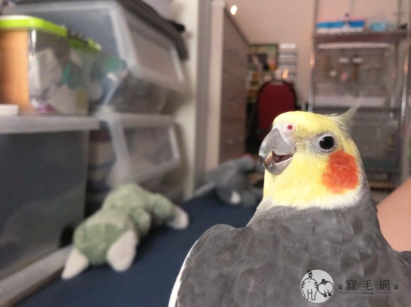 ▲回眸一笑!(圖/FB@泥氏系列授權)