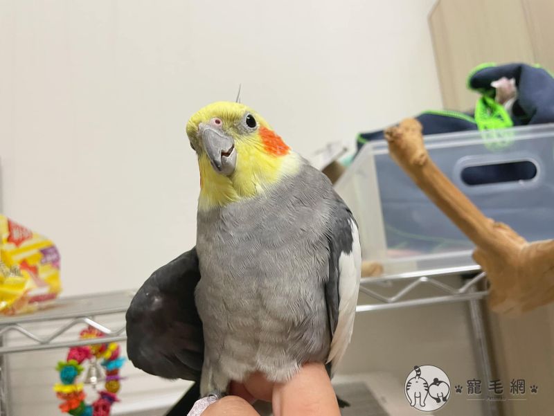 ▲泥巴只要看到主人就追問:「要不要磨屁股?」(圖/FB@泥氏系列授權)