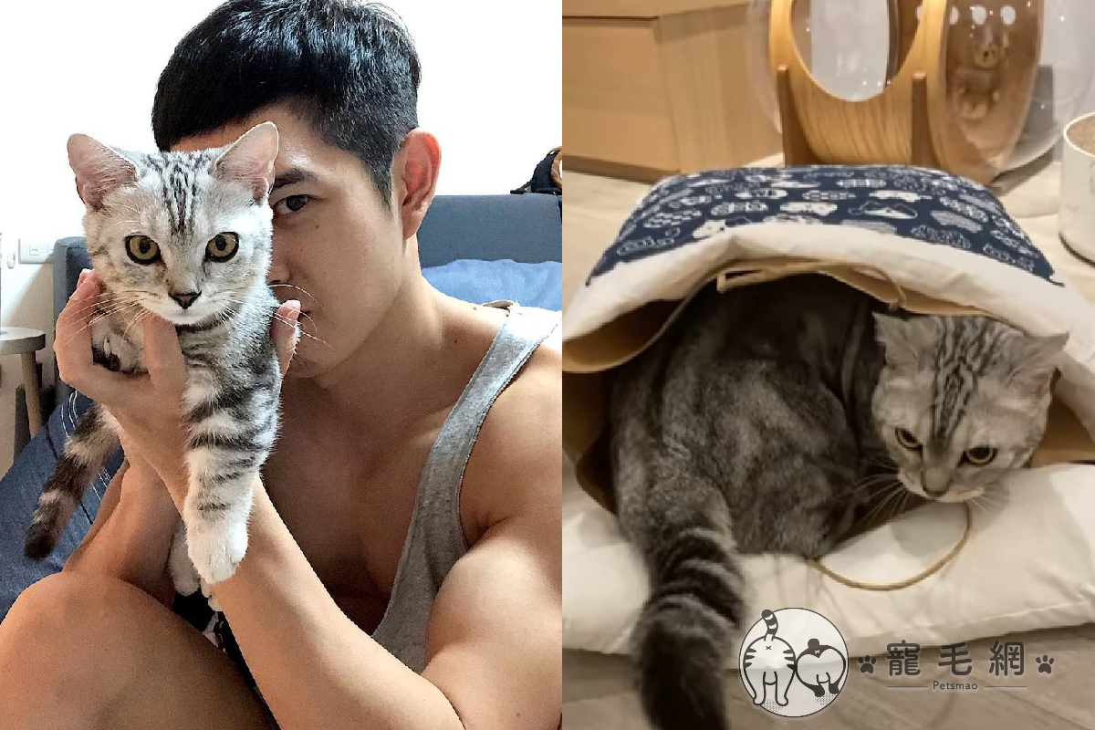 ▲幫買新床，貓皇卻完全不領情，奴才「一妙招」立刻解決！（圖／Instagram＠edison_yang_yang）
