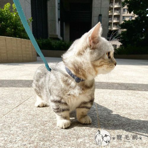 ▲小小隻在路上逛超可愛!!(圖/Instagram@edison_yang_yang)