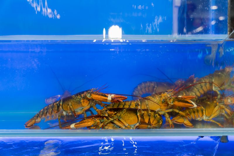 ▲大潤發結合直播業者,推海產、生鮮直播銷售。(圖/大潤發提供)