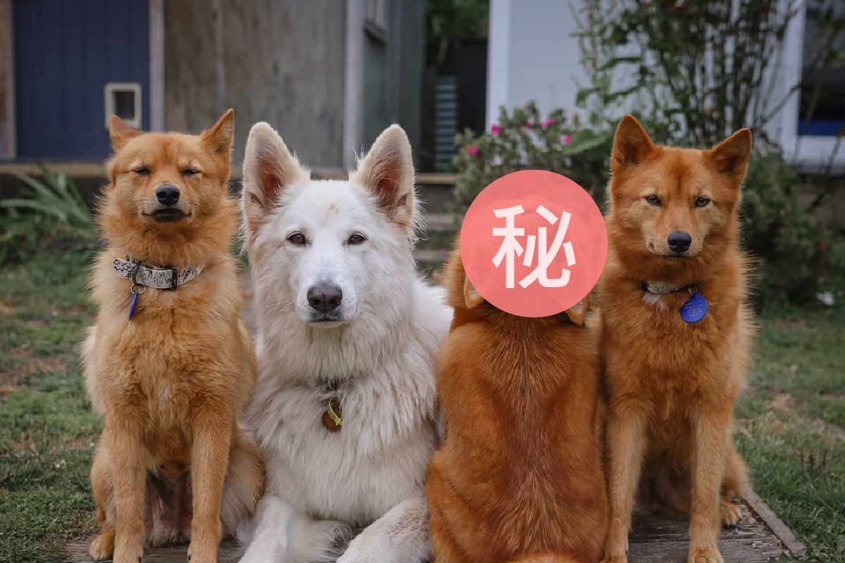 ▲狗狗拍照就愛「搞怪招」，成為群狗中的大亮點！（圖／Instagram＠kayatheshepherd）