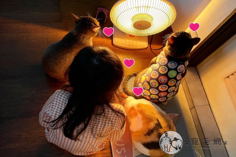 ▲網友Visa Chang家的女兒在元旦早上與三隻貓咪一起「圍爐」（圖／網友Visa Chang授權提供）