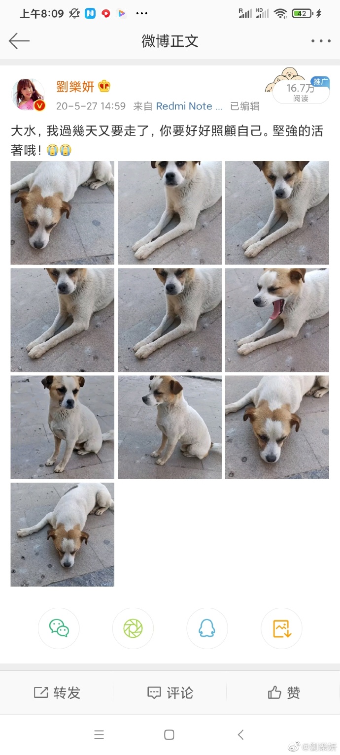 ▲劉樂妍時常分享愛犬照片。(圖/劉樂妍微博)
