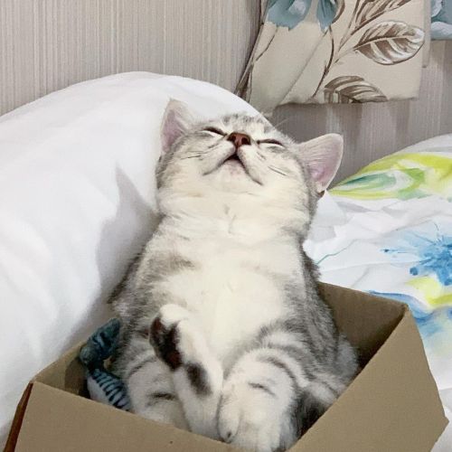 ▲躺在箱子裡的感覺怎麼那麼棒！（圖／Instagram＠peanutcats）
