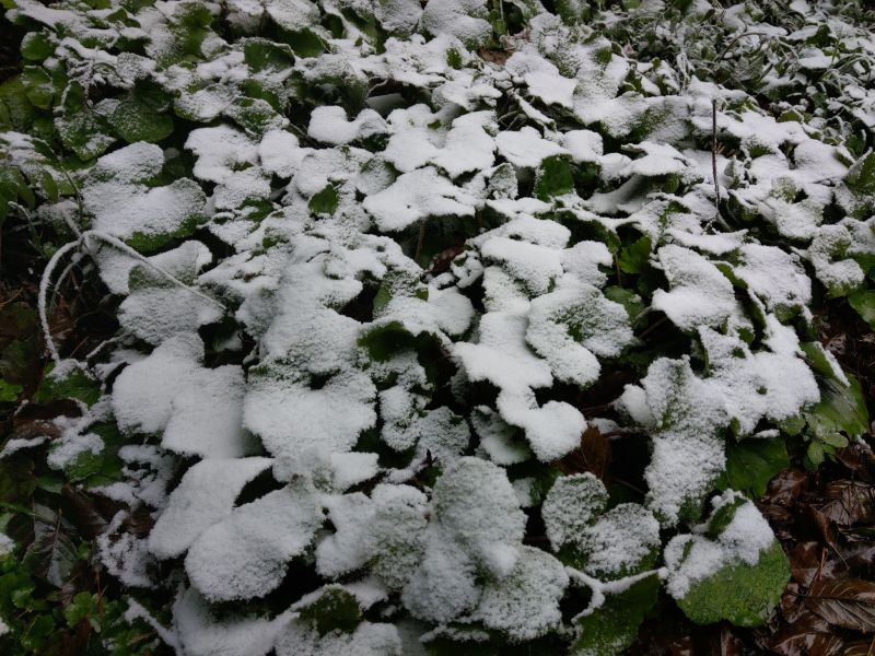 ▲台東向陽國家森林遊樂區今天上午出現短暫降雪。（圖／台東林管處提供）