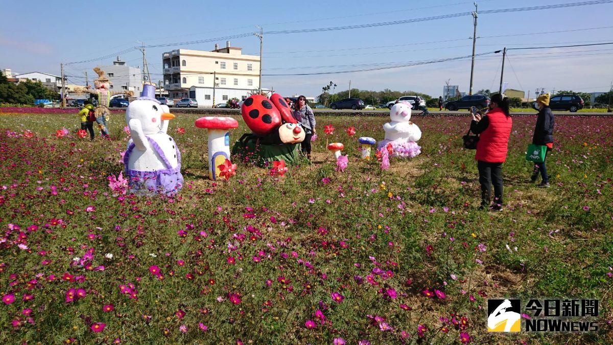 ▲埔鹽鄉南新農村花海藝術節爭妍鬥艷，波斯菊花田的「黃金牛頭」，及三D立體畫，造型稻草人，遊客拍照打卡，別具農村樂趣，增添賞花樂趣。（圖／記者陳雅芳攝，2021.01.09）