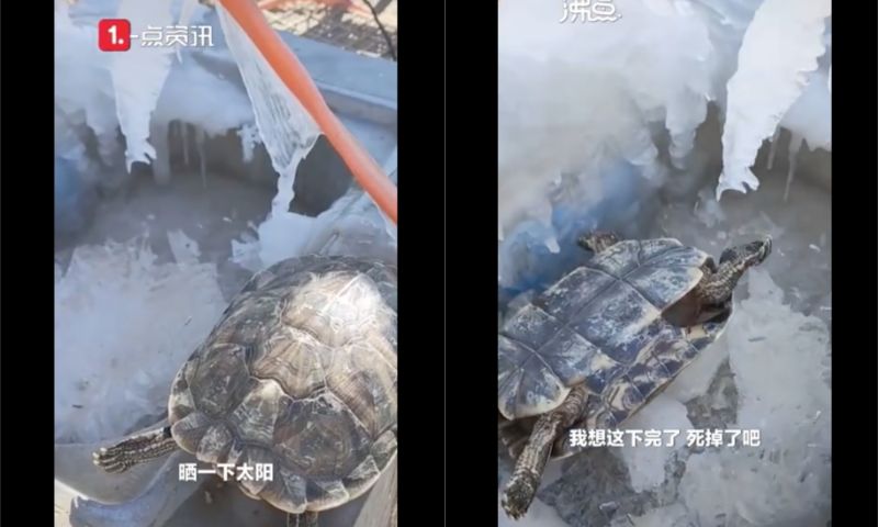 ▲寵物龜被主人忘在外頭,隔天竟凍暈了。(圖/翻攝自《沸點視頻》)