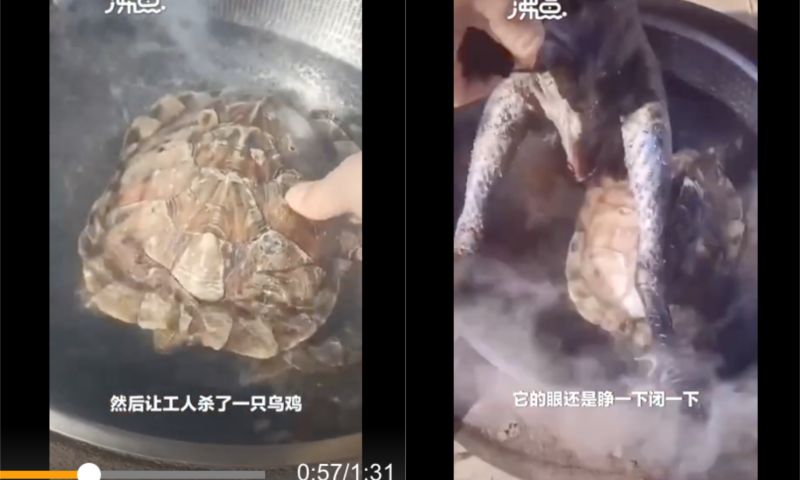 ▲主人竟然將寵物龜丟下鍋裡。(圖/翻攝自《沸點視頻》)