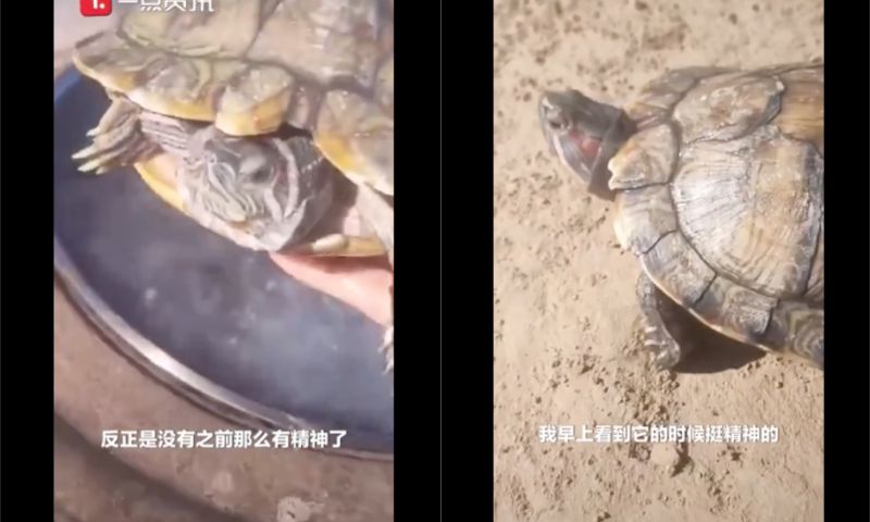 ▲寵物龜最後竟然「復活」了。(圖/翻攝自《沸點視頻》)