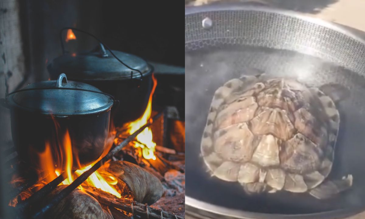 ▲中國一名女子日前將寵物龜忘在外頭，隔天一看烏龜竟然凍暈了，她竟然把烏龜丟在鍋裡，想煮來吃，結局也讓她嚇呆。（左示意圖，取自unsplash／右圖，翻攝自《沸點視頻》）