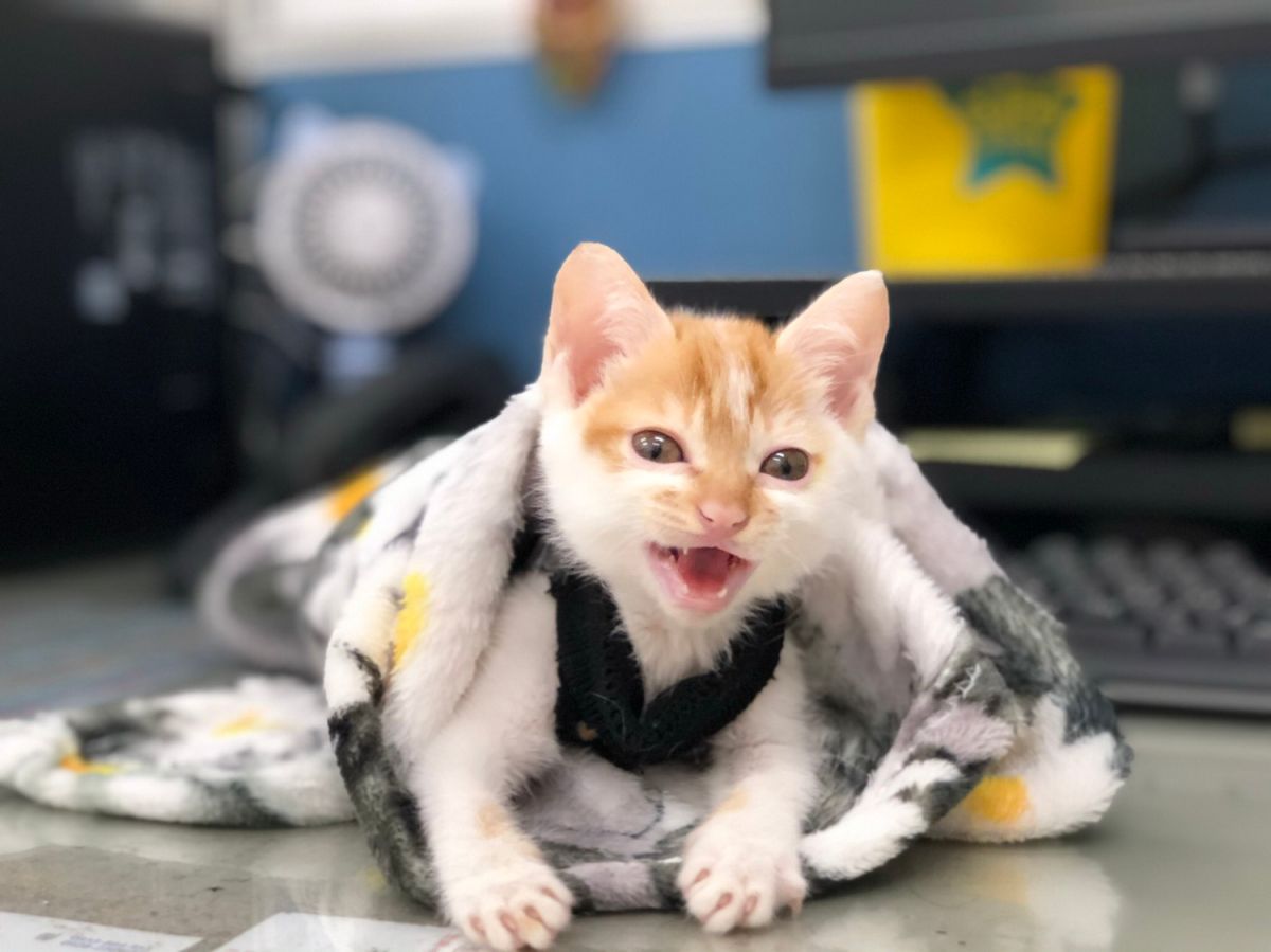 ▲橘虎斑色的幼貓「腦腦」雖然很容易緊張，但外表惹人憐愛，很喜歡跟人撒嬌。（圖/新北市政府動保處提供）