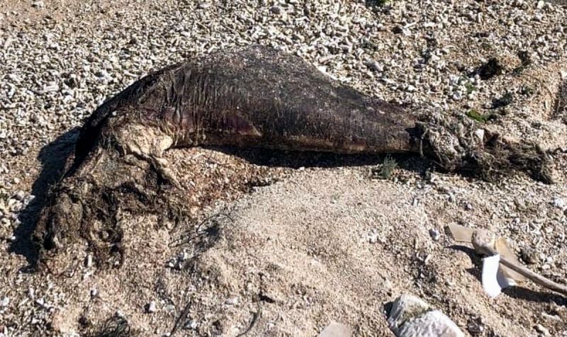 核三廠出水口沙灘發現死亡鯨豚　專家採樣研究死因

