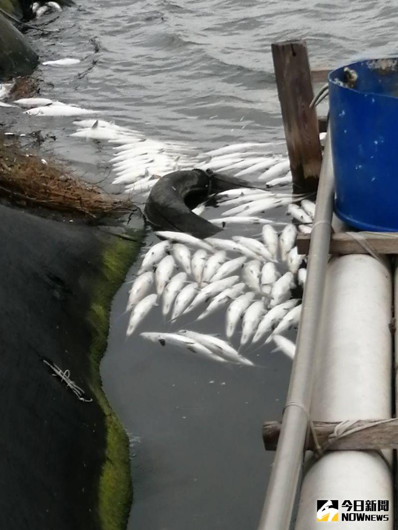 ▲彰化縣芳苑鄉沿海空曠地區入夜後溫度攝氏7度至13度，越冬池深度不足的養殖池，將過不了10度以下的長夜，凍昏後浮上水面。（圖／記者陳雅芳攝，2021.01.11）