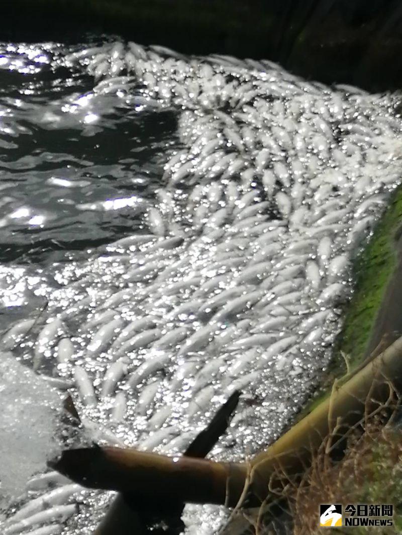 ▲由於天氣持續低溫,在前兩次冷氣團凍傷的虱目魚陸續昏迷浮上水面,漁民繼續打撈。(圖/記者陳雅芳攝,2021.01.11)