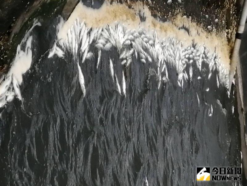 ▲虱目魚受凍後能否熬過寒冬,即使白天回溫,短暫陽光和陰天都無法提供足夠熱能,虱目魚凍昏翻肚,過了中午就死亡。(圖/記者陳雅芳攝,2021.01.11)