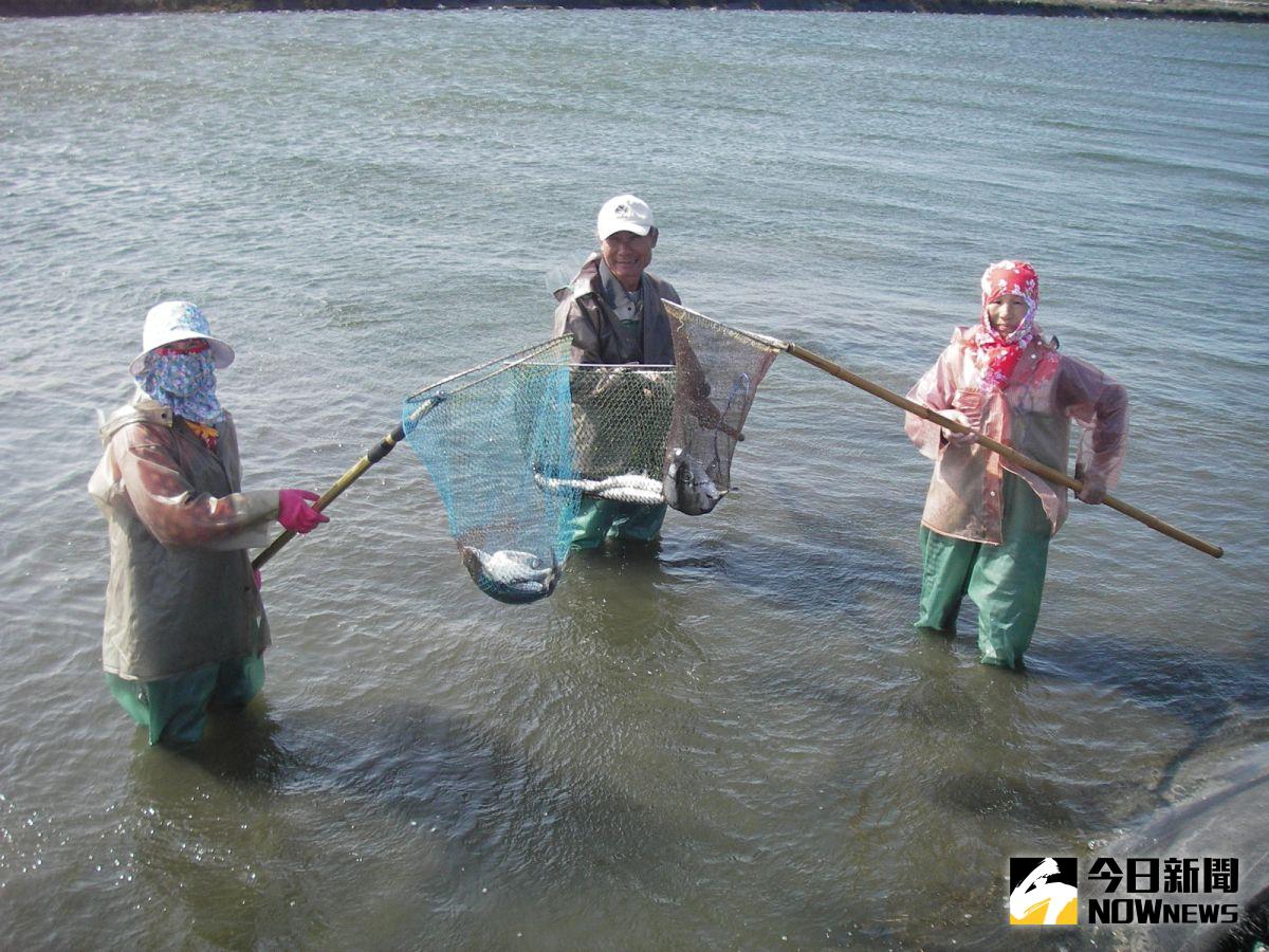 ▲寒流連續低溫，彰化縣沿海養殖池每天都有虱目魚凍斃，養殖業者擔心死亡虱目魚腐爛破壞水質，造成文蛤死亡，頂著寒風將死亡虱目魚撈除。（圖／記者陳雅芳攝，2021.01.11）